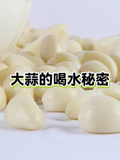 大蒜白糖水喂鸡的功效
