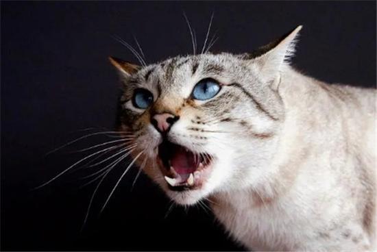 老猫叫小猫出来的声音