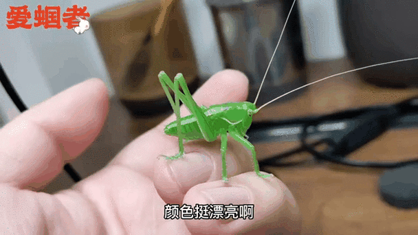 母蝈蝈叫声
