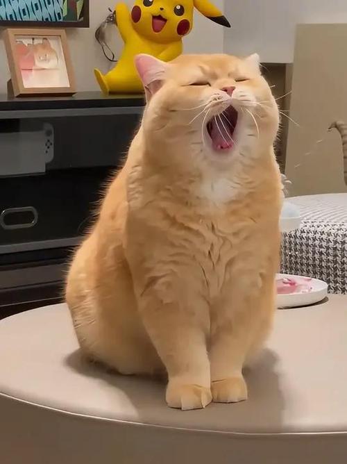 猫猫可爱视频萌宠搞笑
