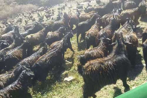 内蒙养羊基地联系电话