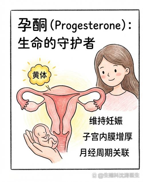 月经经期计算器