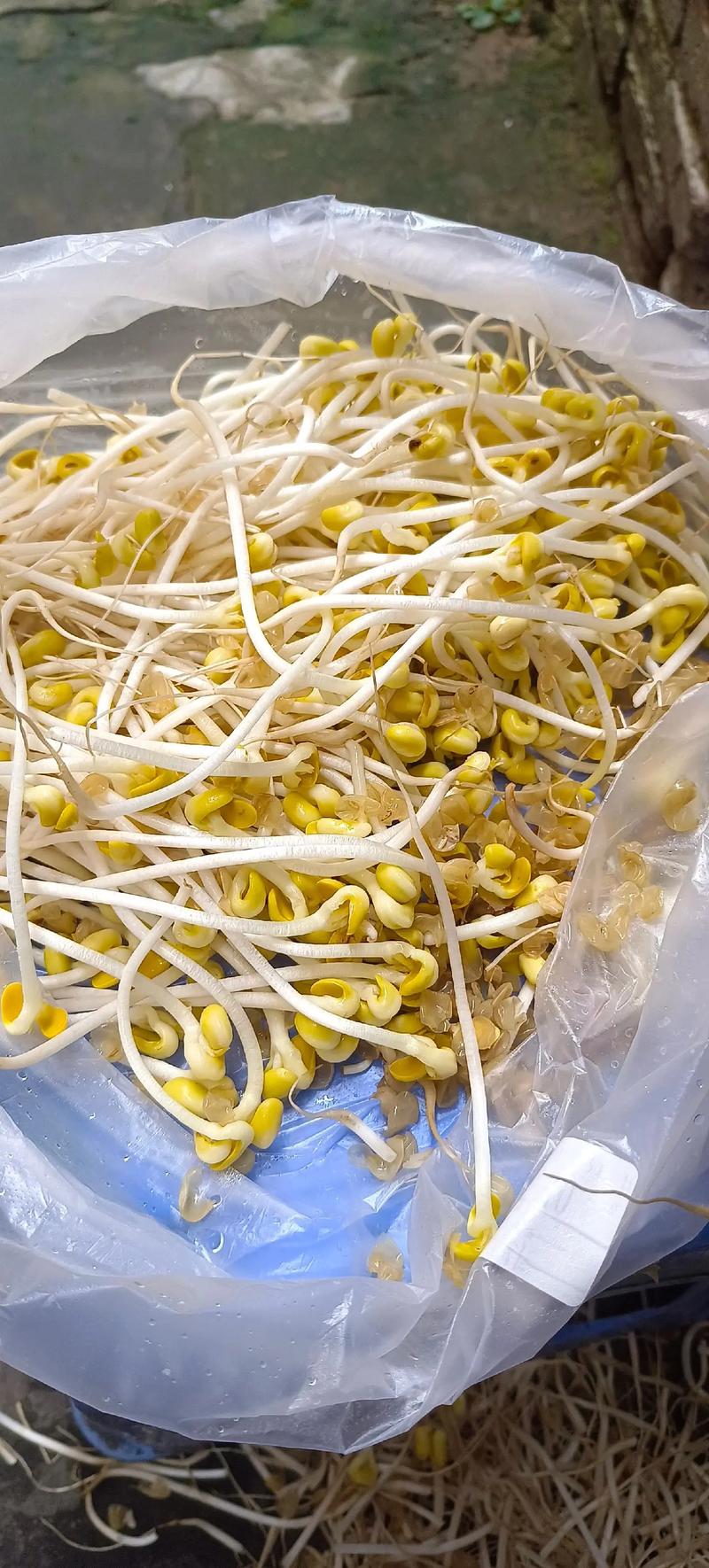 怎样在家发豆芽