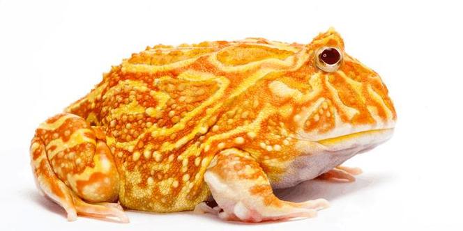 招财蛙赚钱