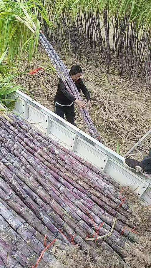 种植甘蔗的视频