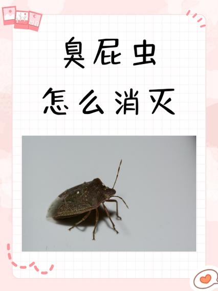 臭屁虫有毒吗