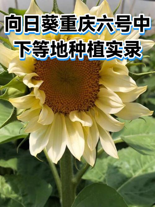 向日葵号码在哪里查看