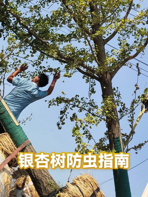 家中栽银杏树的禁忌