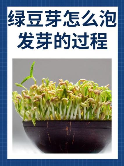 陈绿豆能生豆芽吗