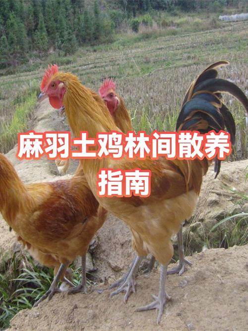 农村散养土鸡赚钱吗
