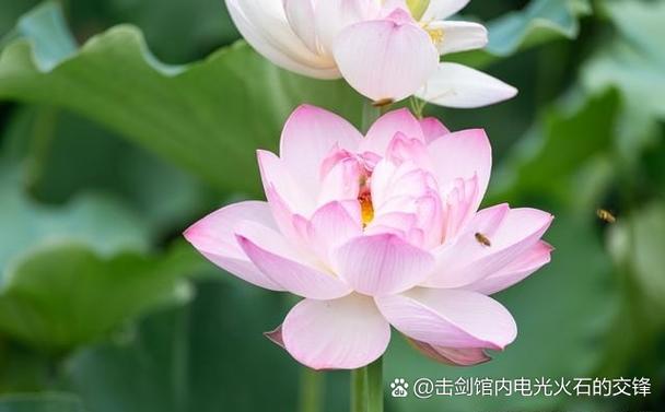 手机qq不显示消息弹框