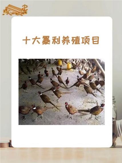 养殖项目推荐
