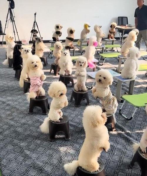 狗狗托管多少钱一天