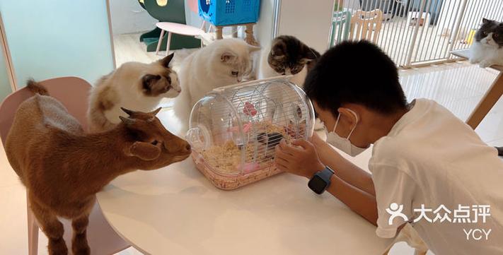 猫咪游戏有哪些好玩的