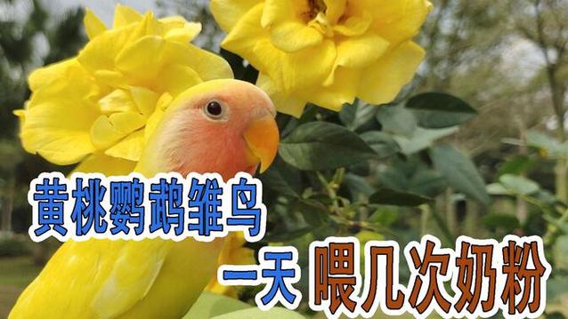 鹦鹉怎么喂食,一天几次