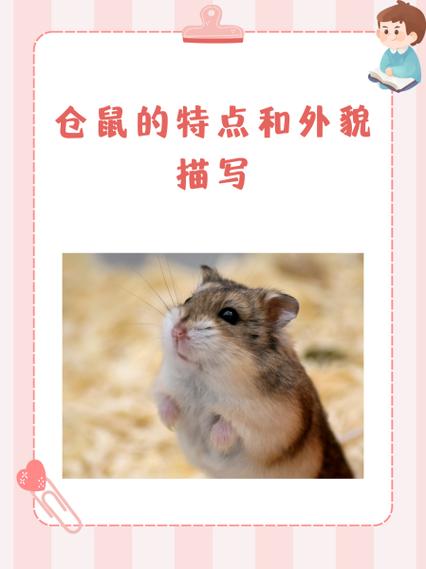 母仓鼠会发的情的特征