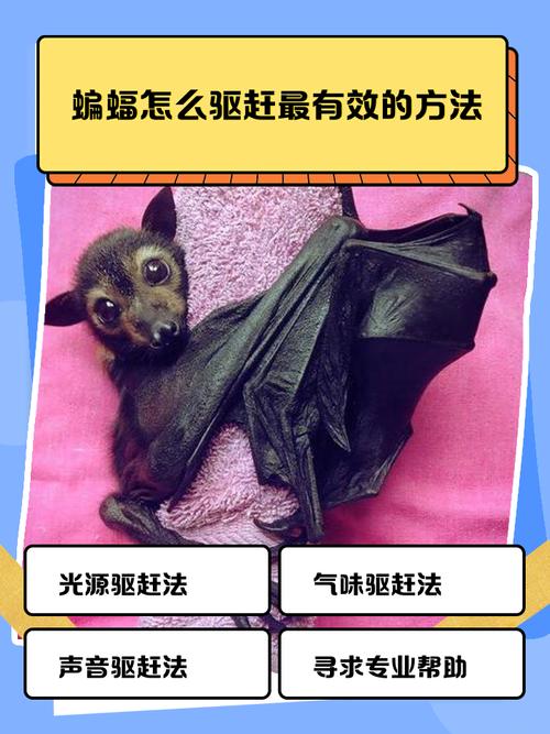 驱赶蝙蝠最狠的方法