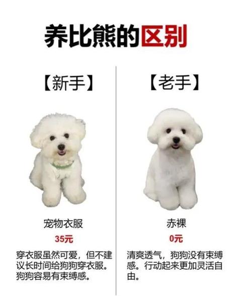 比熊价格表2025价目表