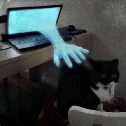 手抓猫表情包