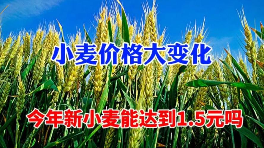 小麦涨到1.5元一斤吗