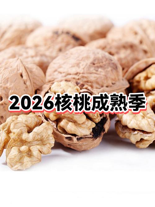 核桃2026可以暴涨吗