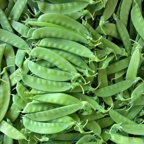 碗豆荚
