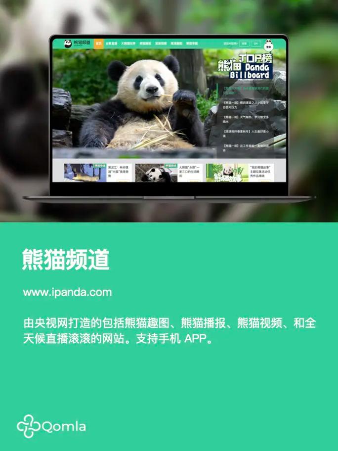 熊猫网app官方最新版本更新内容