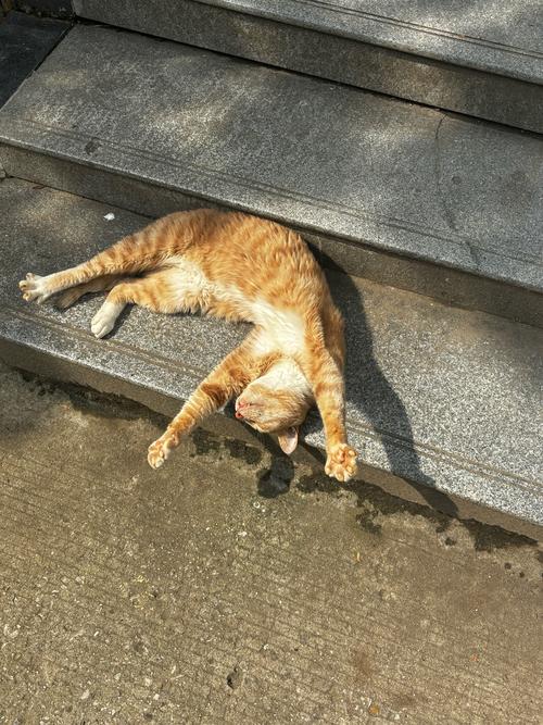 小懒猫