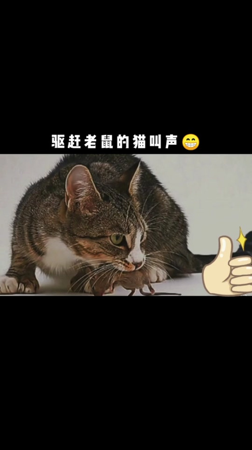 猫咪叫声吓老鼠mp3