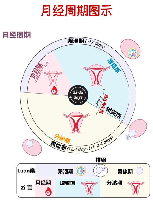 月经周期表图光环加速版