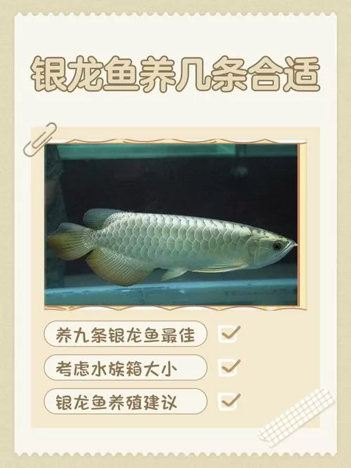 养银龙鱼一般养几条