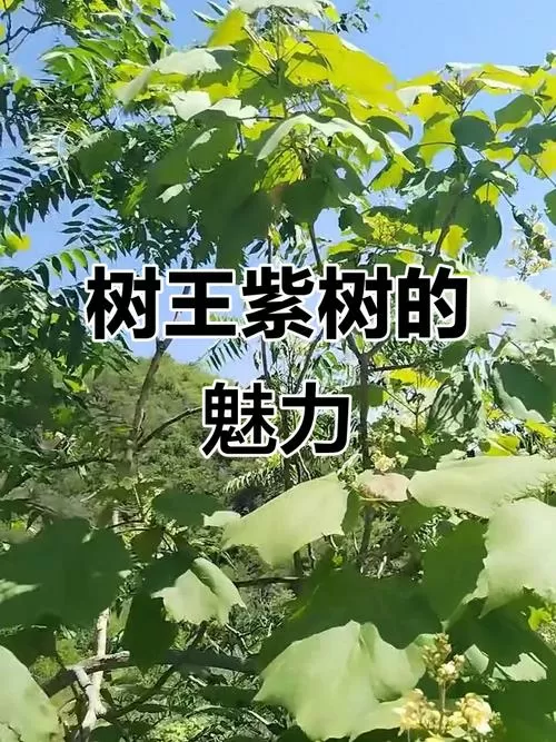 南京紫树