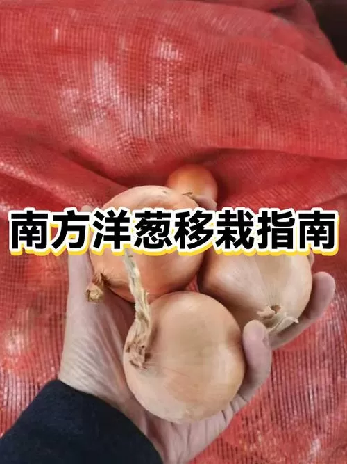 南方洋葱种植时间和方法